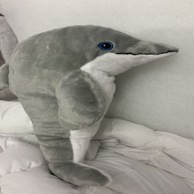 Weighted Dolphin 16